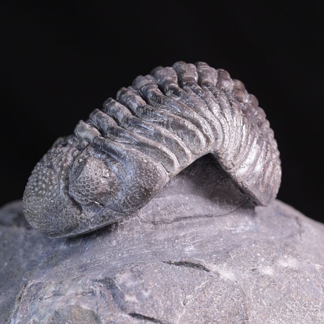 Hovedbilde Trilobitt (Pedinopariops vagabundus)