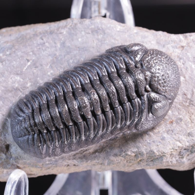 Trilobitt (Morocops ovatus)