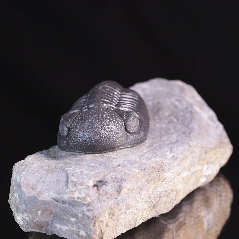 Trilobitt (Morocops ovatus)