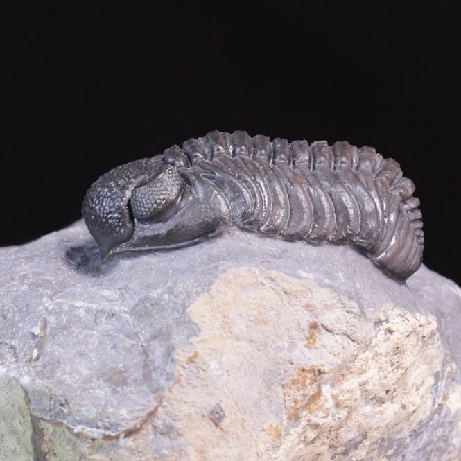 Hovedbilde  Trilobitt (Adrisiops weugi)
