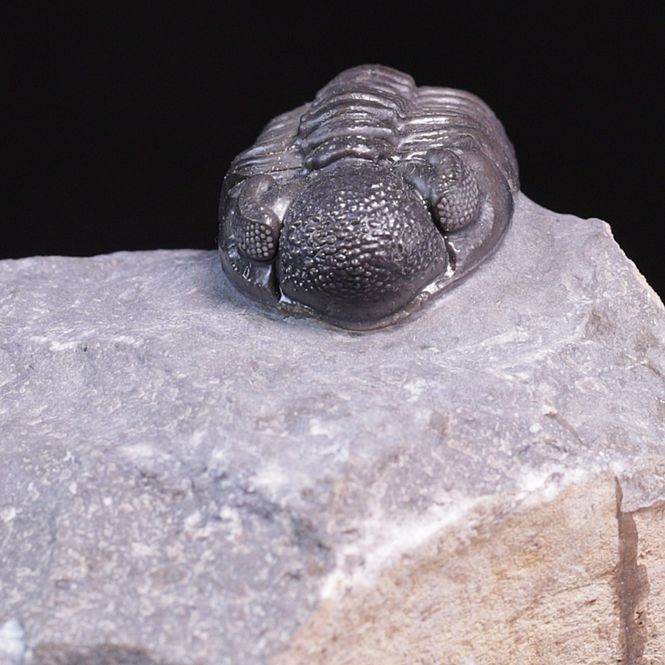 Hovedbilde  Trilobitt (Adrisiops weugi)