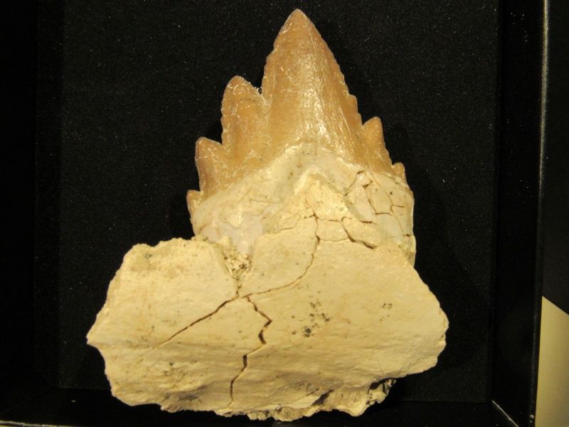 Diger basilosaurus-tann (primitiv hval)