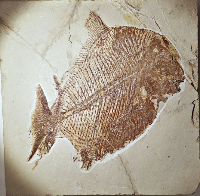 Hovedbilde Pycnodont fisk, Palaeobalistum goedeli