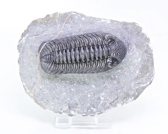Hovedbilde  Trilobitt (Adrisiops weugi)