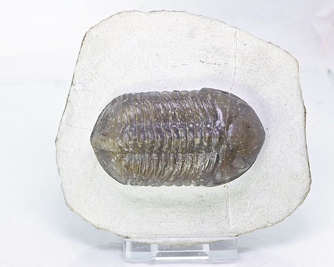 Hovedbilde  Trilobitt (Struveaspis struve)