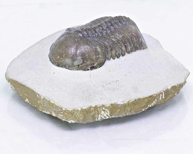 Hovedbilde  Trilobitt (Struveaspis struve)