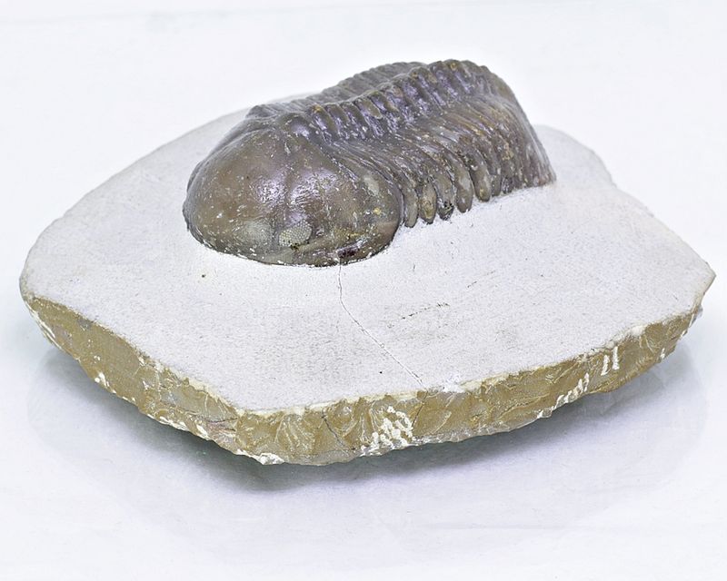  Trilobitt (Struveaspis struve)