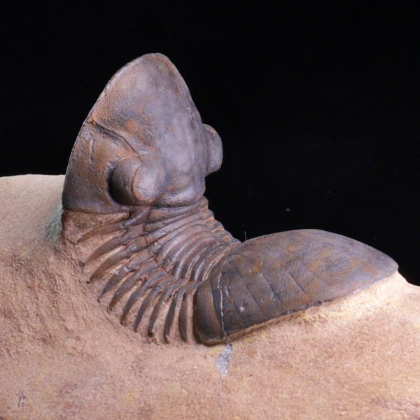 Hovedbilde  Trilobitt (Paralejurus brongniarti)