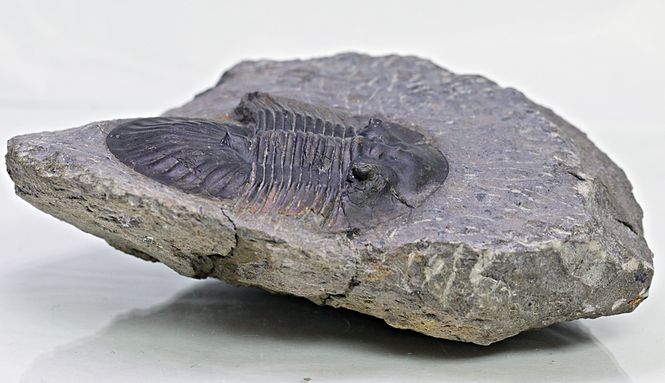 Hovedbilde  Trilobitt (Poroscutellum sp.)