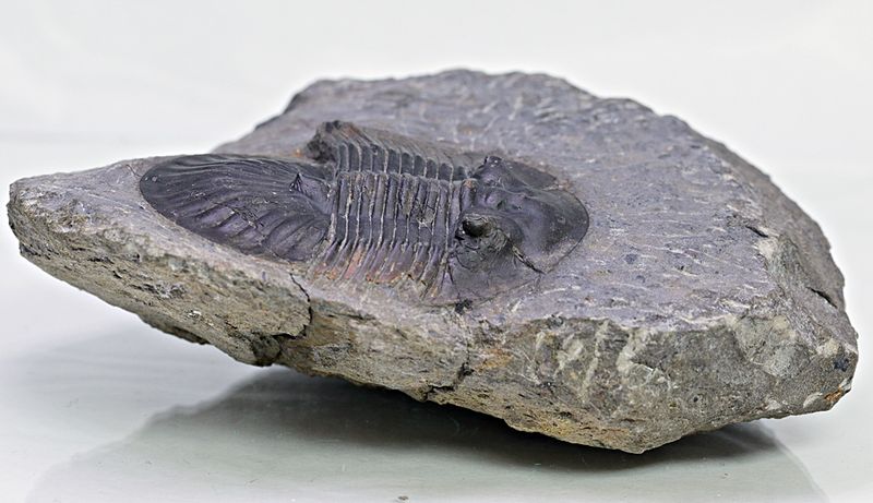  Trilobitt (Poroscutellum sp.)