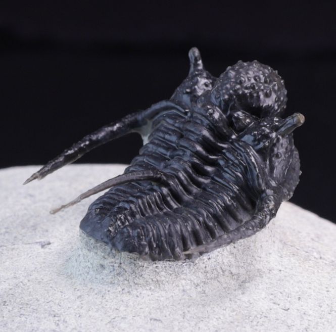 Hovedbilde Trilobitt (Cyphaspis eberhardiei)
