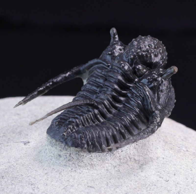 Trilobitt (Cyphaspis eberhardiei)
