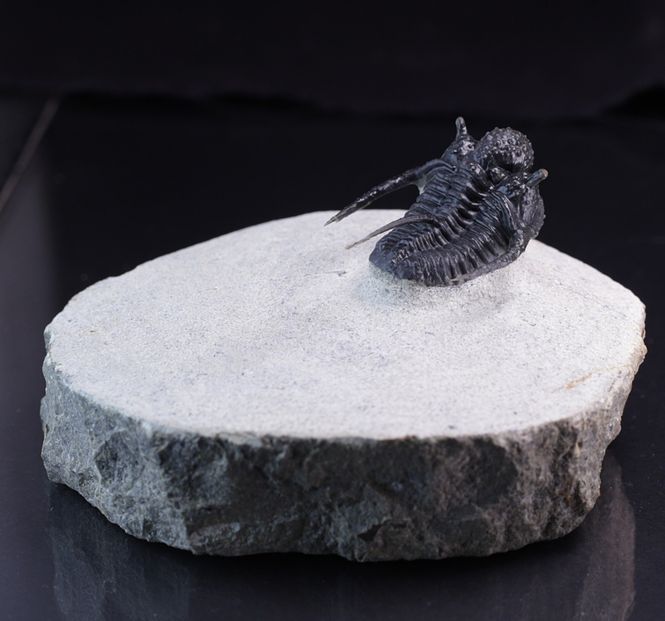 Hovedbilde Trilobitt (Cyphaspis eberhardiei)