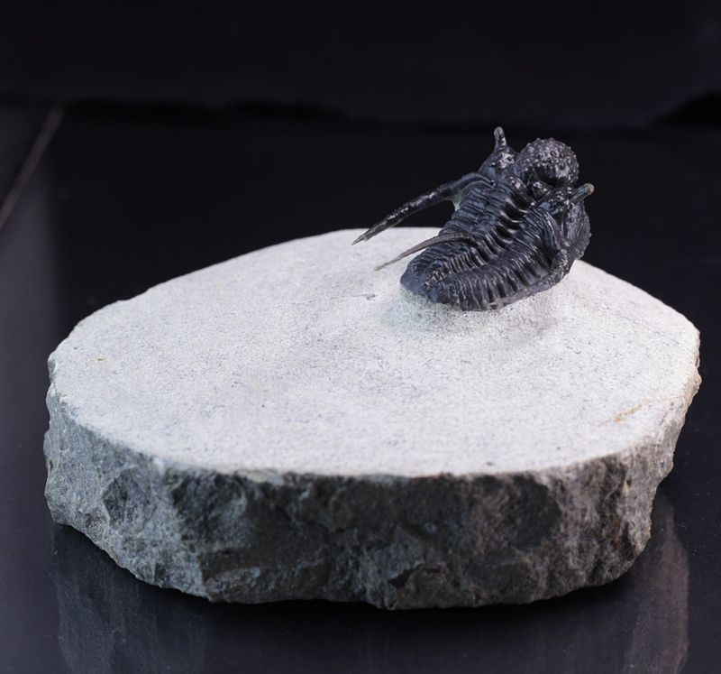 Trilobitt (Cyphaspis eberhardiei)