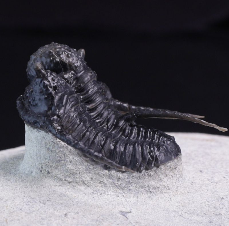 Trilobitt (Cyphaspis eberhardiei)