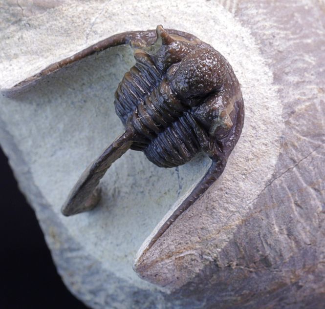 Hovedbilde Trilobitt (Cyphaspis eberhardiei)