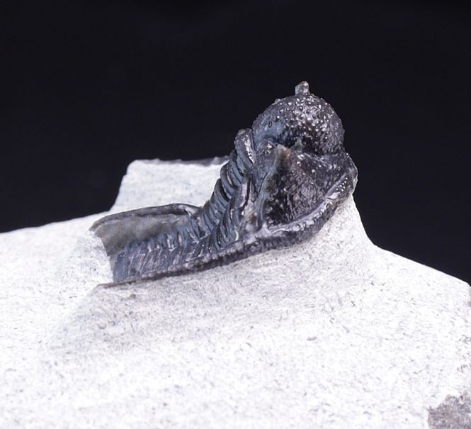 Hovedbilde Trilobitt (Cyphaspis eberhardiei)