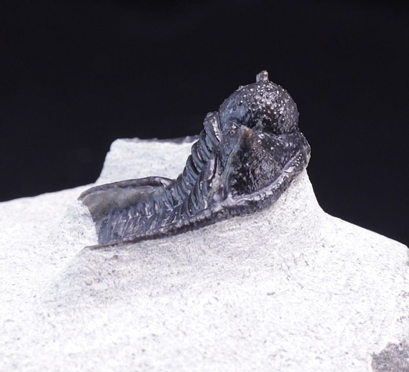 Trilobitt (Cyphaspis eberhardiei)