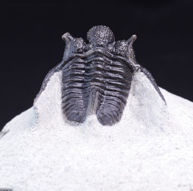 Hovedbilde Trilobitt (Cyphaspis eberhardiei)