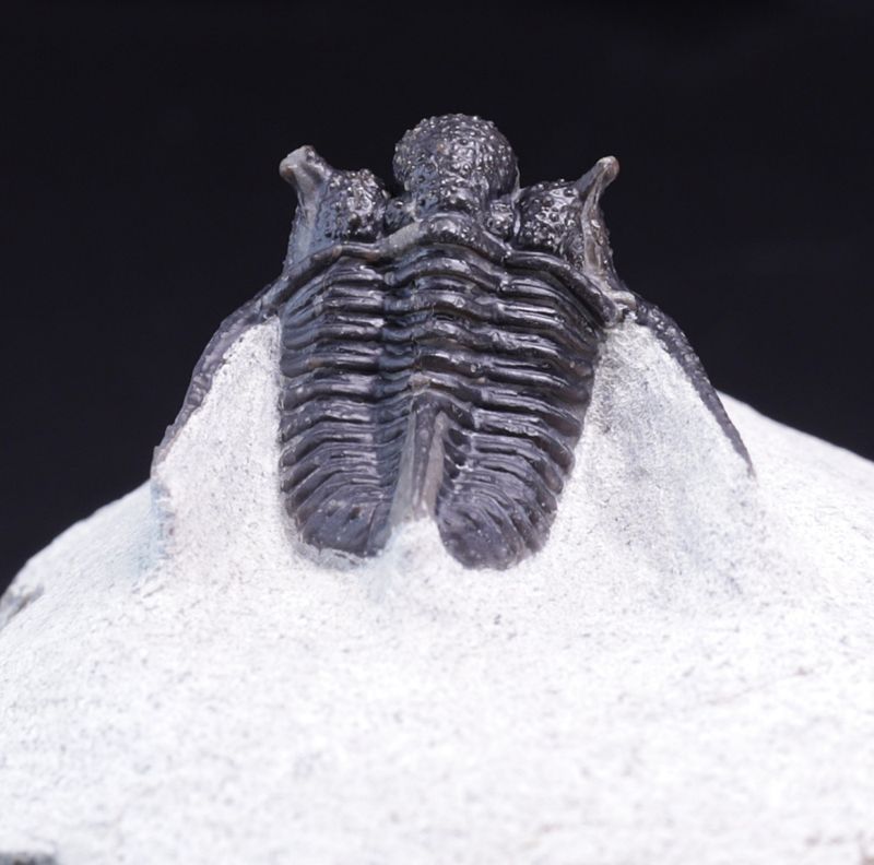 Trilobitt (Cyphaspis eberhardiei)