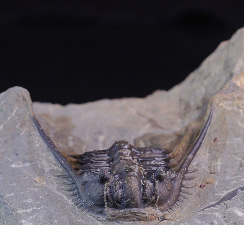 Trilobitt (Leonaspis sp.)