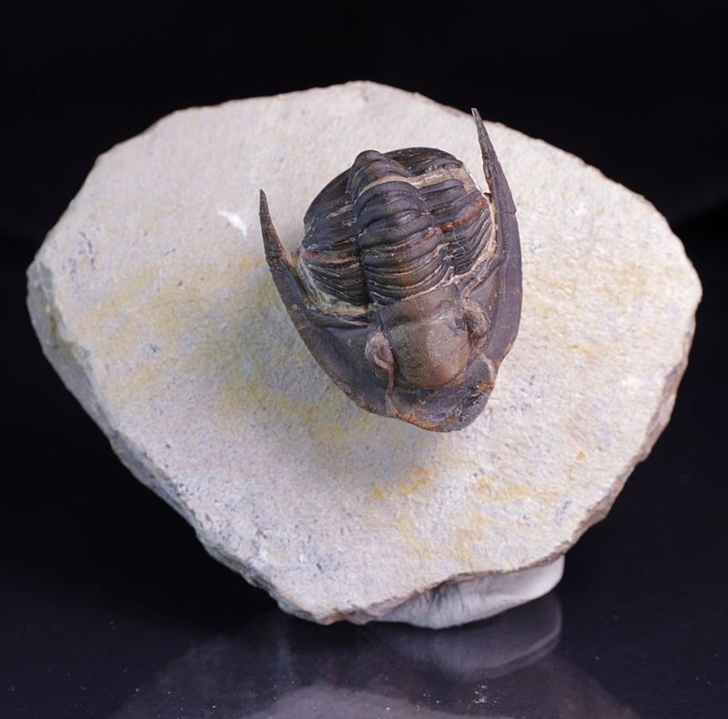 Trilobitt (Lepidoproetus marachianus)