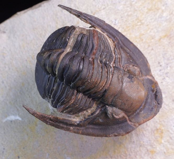 Hovedbilde Trilobitt (Lepidoproetus marachianus)