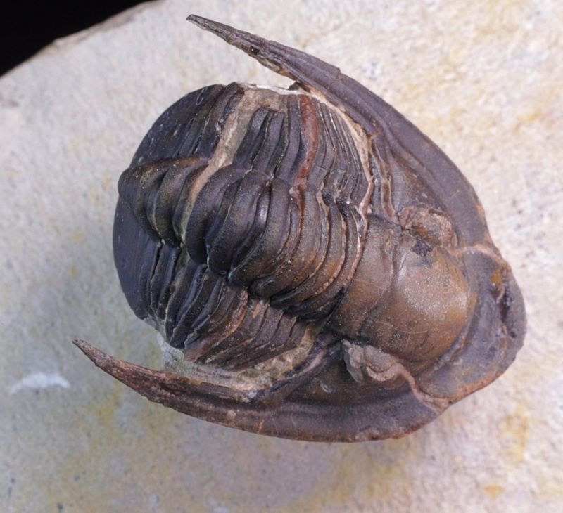 Trilobitt (Lepidoproetus marachianus)
