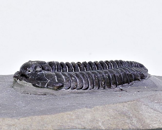 Hovedbilde Trilobitt (Calymene niagarensis)