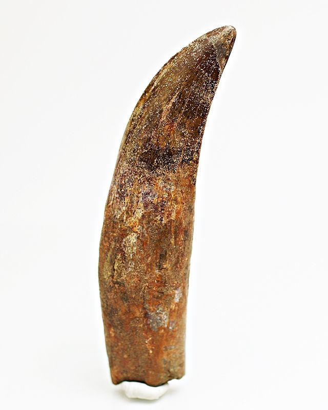 Diger Carcharodontosaurus-tann! 12,2 cm