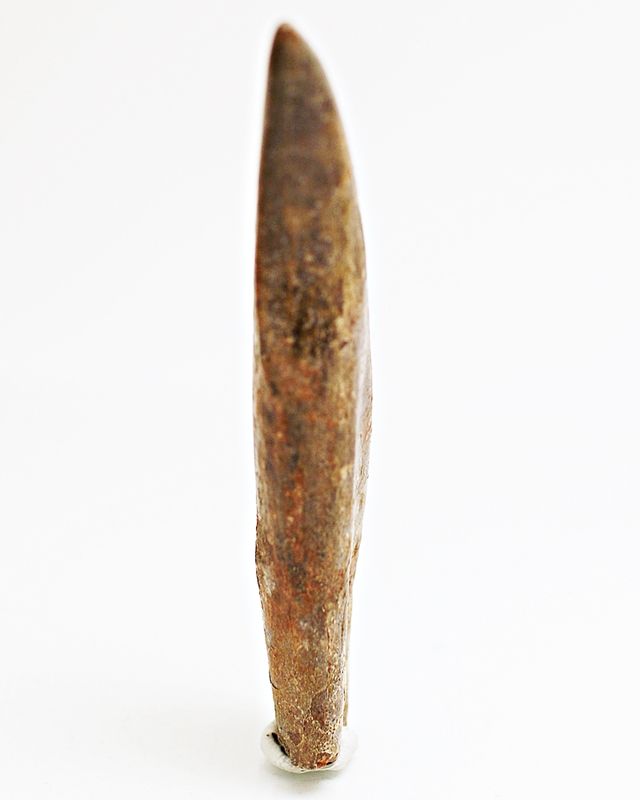 Diger Carcharodontosaurus-tann! 12,2 cm