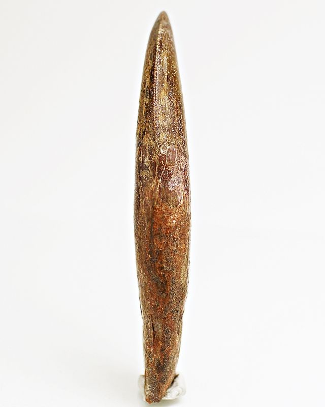 Diger Carcharodontosaurus-tann! 12,2 cm