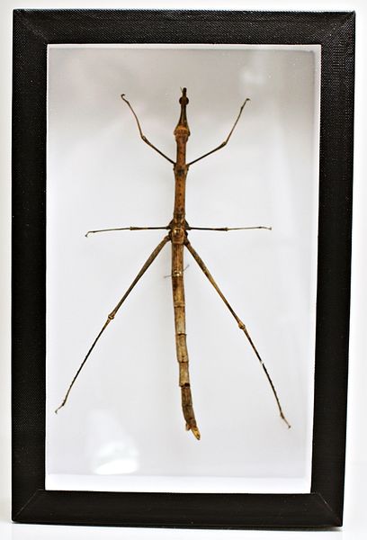 Hovedbilde Pinnegresshoppe (Proscopia gigantea) i ramme (15 x 23 x 5,4 cm)
