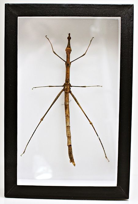 Hovedbilde Pinnegresshoppe (Proscopia gigantea) i ramme (15 x 23 x 5,4 cm)