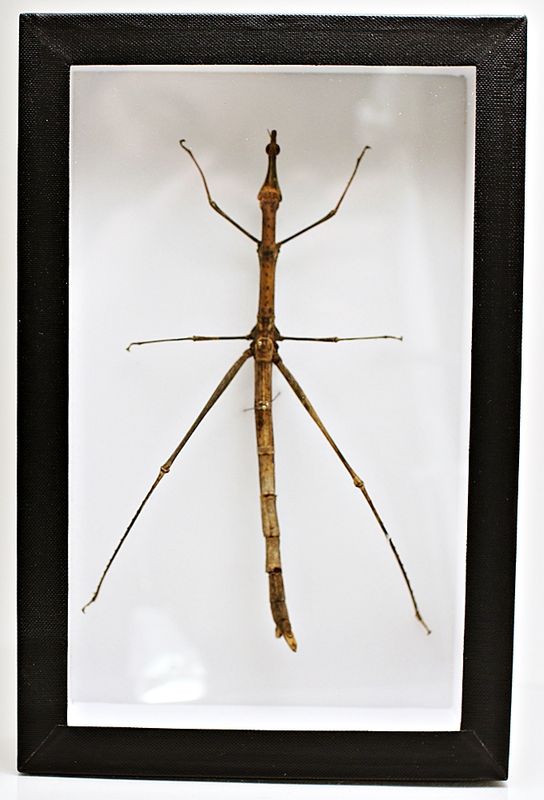 Pinnegresshoppe (Proscopia gigantea) i ramme (15 x 23 x 5,4 cm)