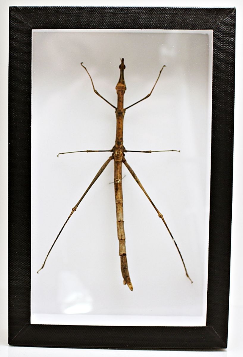 Pinnegresshoppe (Proscopia gigantea) i ramme (15 x 23 x 5,4 cm)