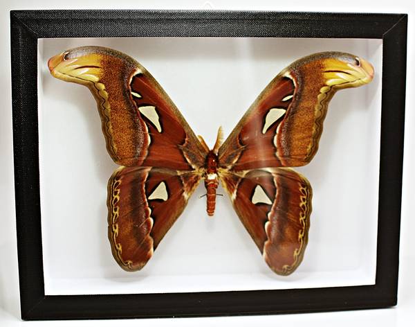 Hovedbilde Atlasspinner, Attacus atlas, hann, ramme: 23 x 18 x 5,4 cm
