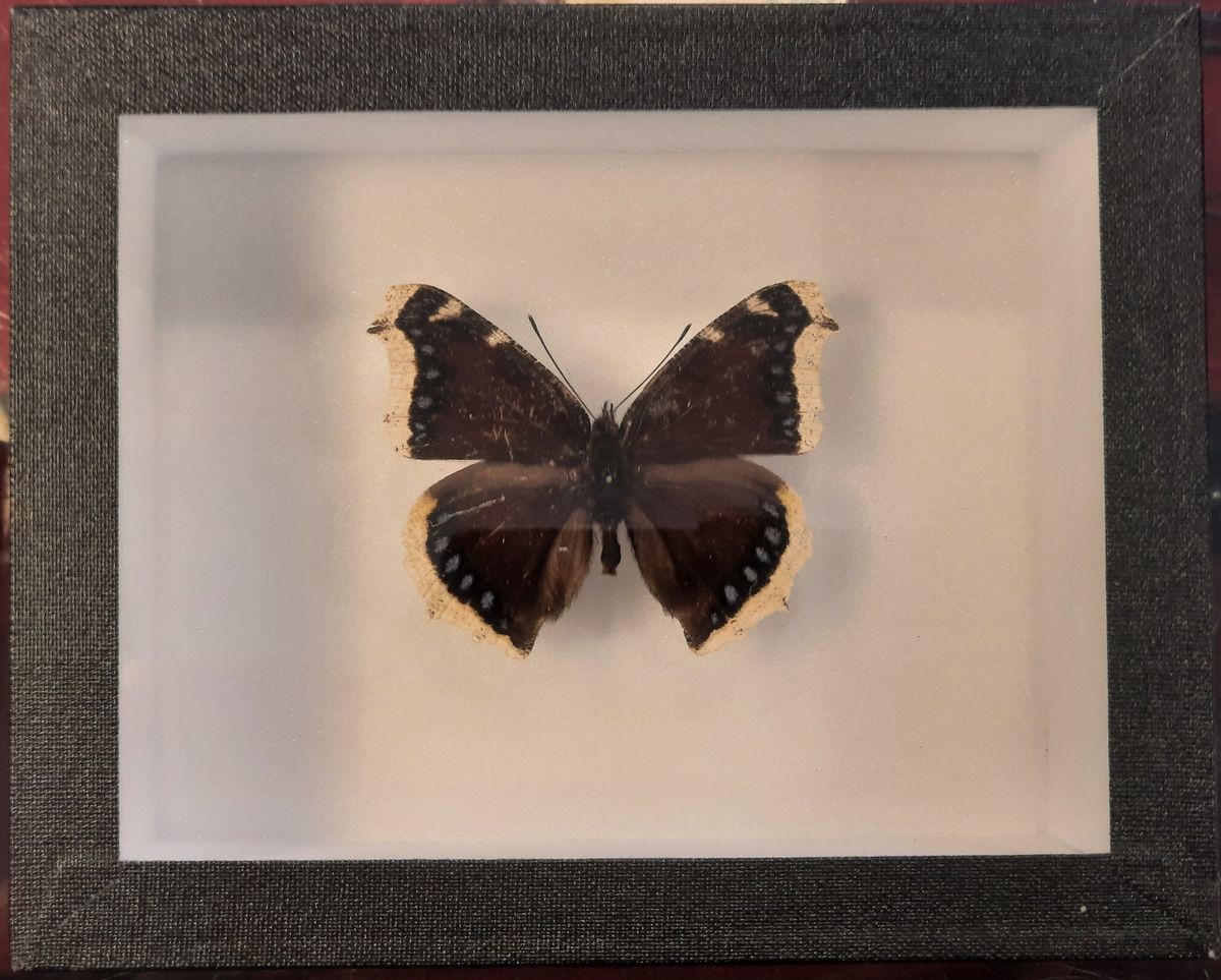 Sørgekåpe (Nymphalis antiopa) i svart ramme (15 x 12 x 5,4 cm)