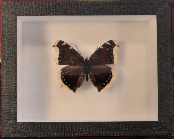 Hovedbilde Sørgekåpe (Nymphalis antiopa) i svart ramme (15 x 12 x 5,4 cm)