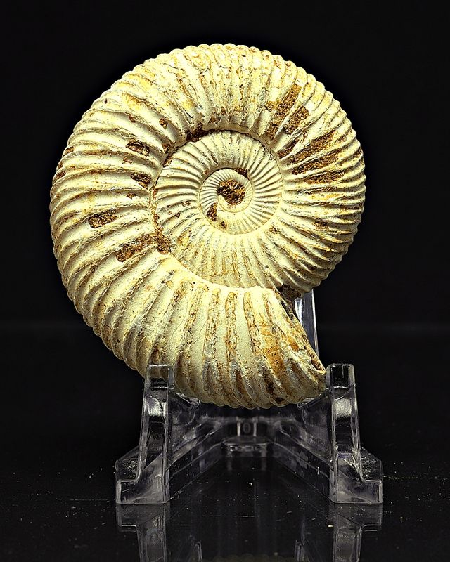 Ammonitt, Perisphinctes, (4,5-5 cm) i gaveeske