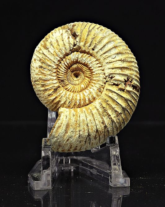 Hovedbilde Ammonitt, Perisphinctes, (4,5-5 cm) i gaveeske