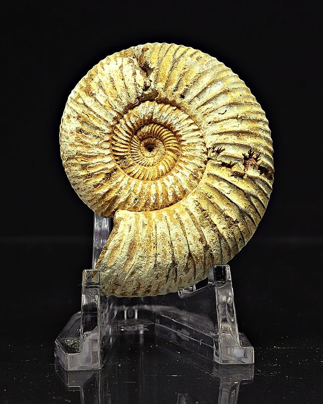 Ammonitt, Perisphinctes, (4,5-5 cm) i gaveeske