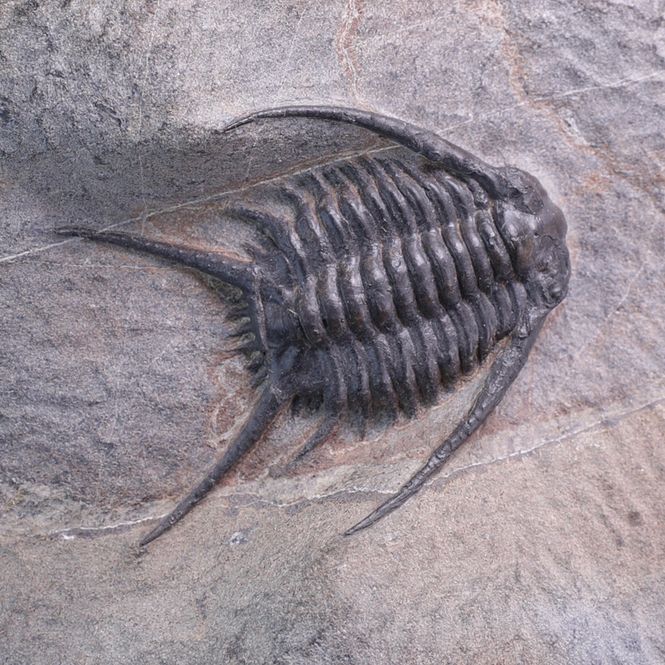 Hovedbilde Trilobitt (Chlustinia keyserlingi)