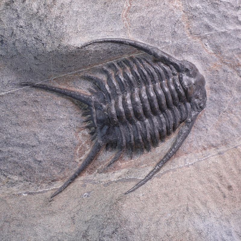 Trilobitt (Chlustinia keyserlingi)