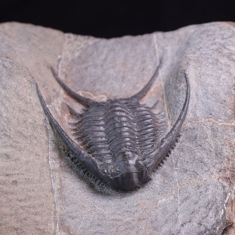 Trilobitt (Chlustinia keyserlingi)