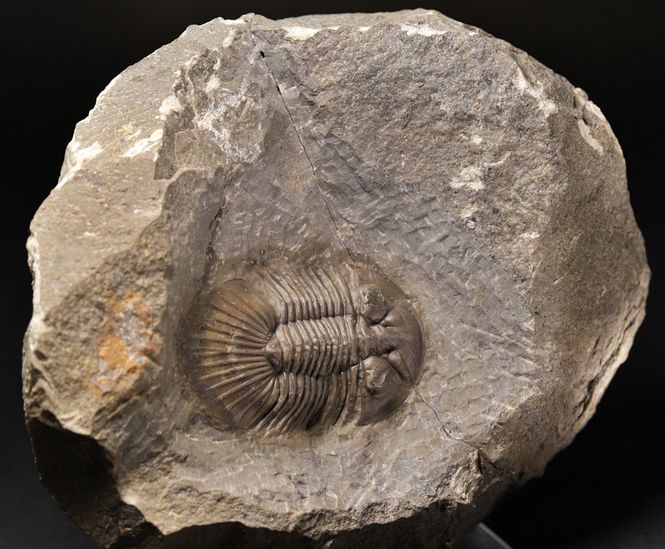 Hovedbilde  Trilobitt (Scabriscutellum furciferum)