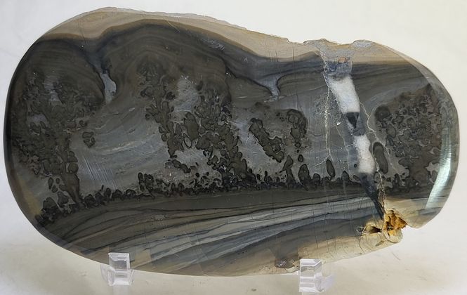 Hovedbilde Cotham Marble, landskapsmarmor