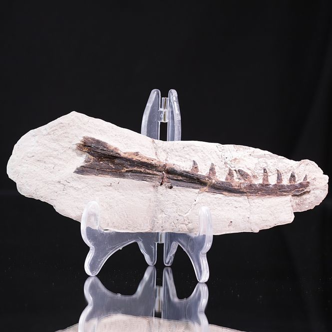 Hovedbilde Tethysaurus, underkjeve (Asfla, Marokko)