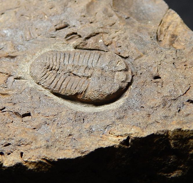 Hovedbilde  Trilobitt (Ctenocephalus coronatus), sjelden