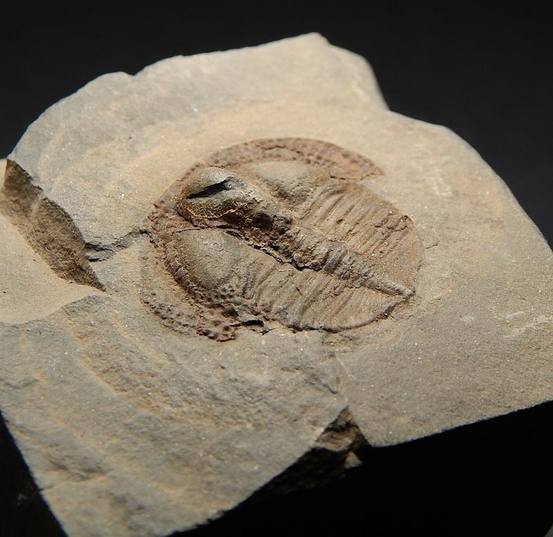 Trilobitt (Deanaspis senftenbergi)